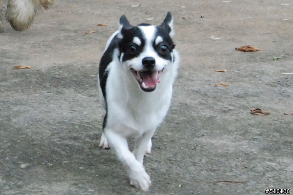 [協尋]黑白色米克斯小狗(吉娃娃混蝴蝶犬)-台北市士林區劍潭華齡公園附近
