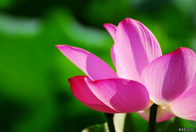 西湖@ 荷趣 ～～