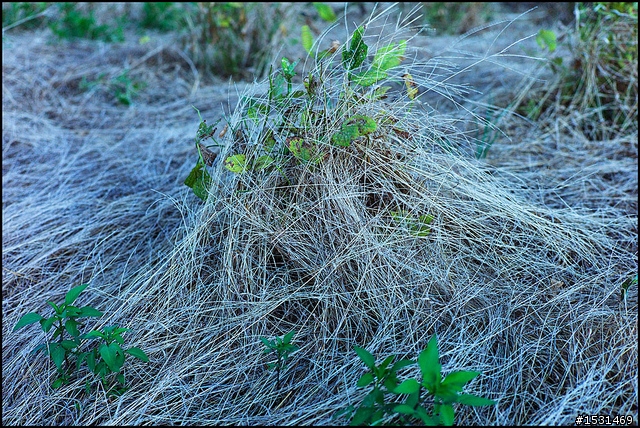 Leica M9 滿月