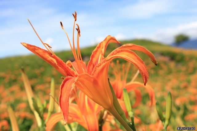 花蓮泛舟金針花之旅回來囉~開花文!