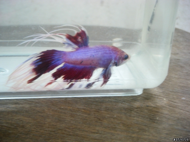 我的鬥魚(新增魚)~