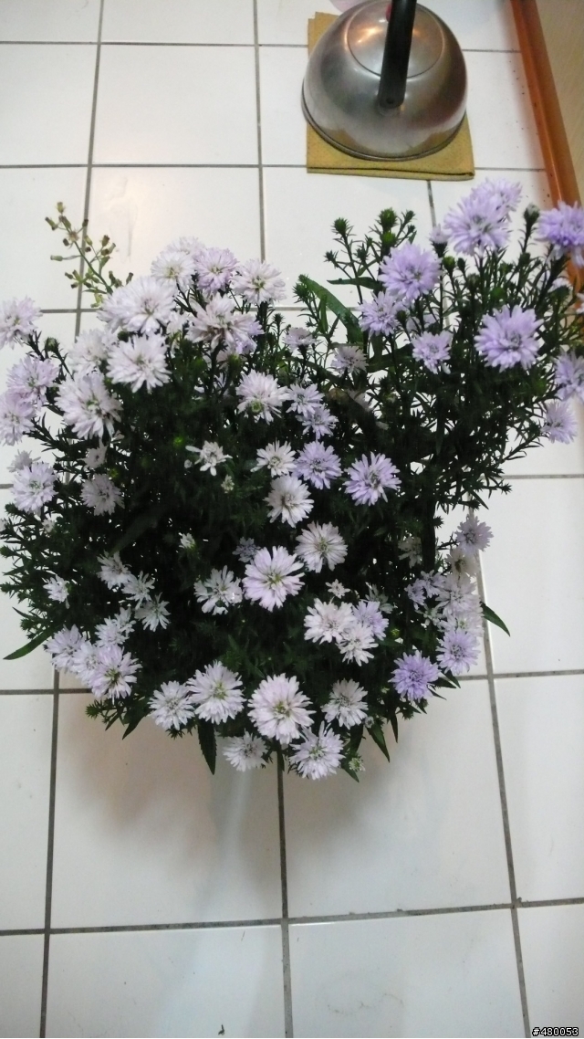 誰能告訴我這是什麼花？