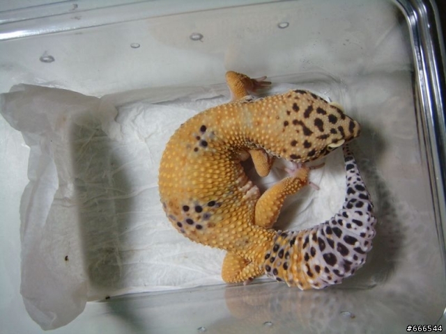 爬蟲類 -豹紋守宮