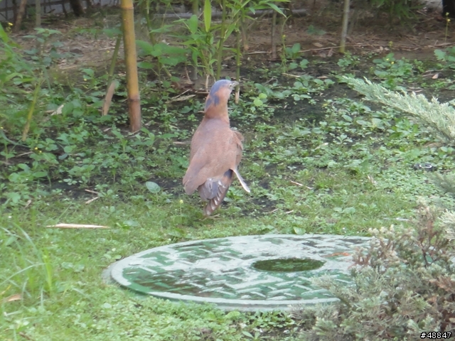 請問鳥類達人