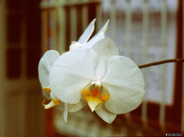 pentax拍正片