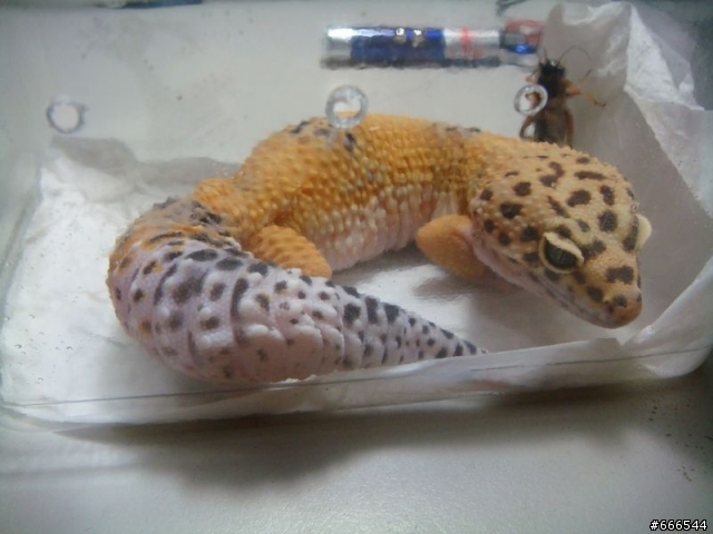 爬蟲類 -豹紋守宮