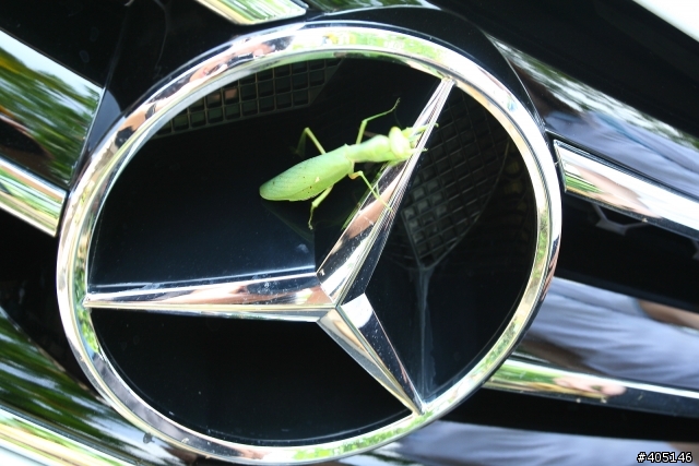 連螳螂都愛Mercedes-Benz 慶祝回應破200新增兩張寫真照