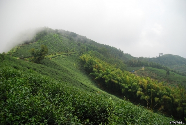 雲林古坑大尖山