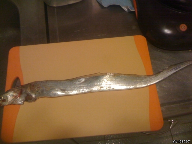海釣白帶魚+香魚熱燒