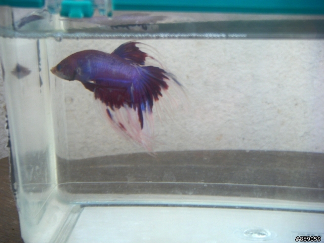 我的鬥魚(新增魚)~