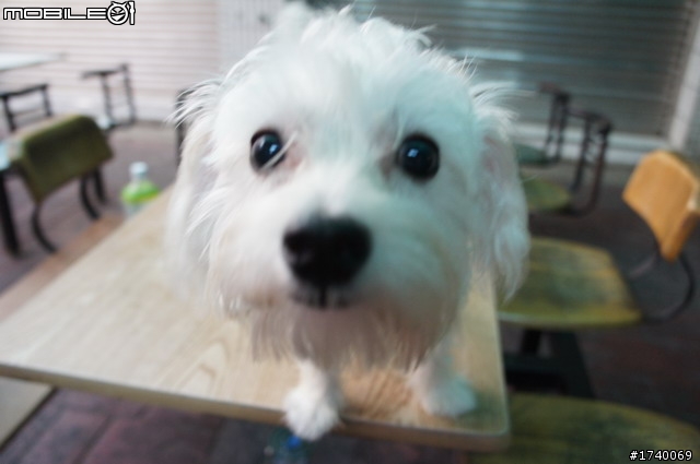 NEX 蓋狗樓唷