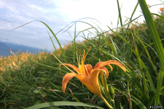 (圖文)990829小白柴的花蓮六十石山一日遊+油耗分享