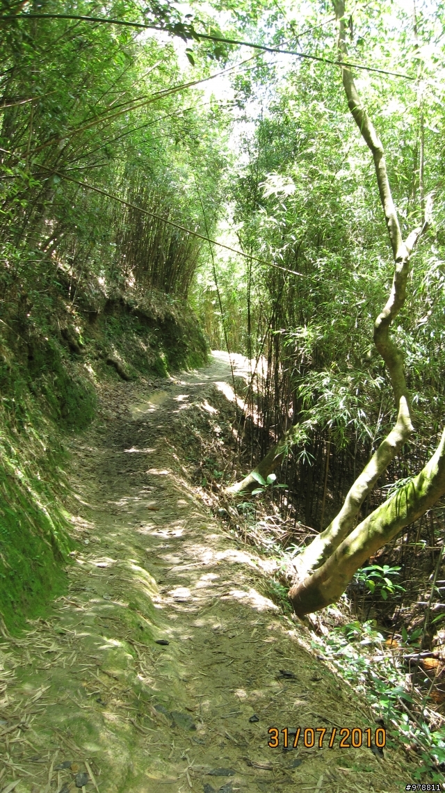 我的  Canyon Nerve Mr