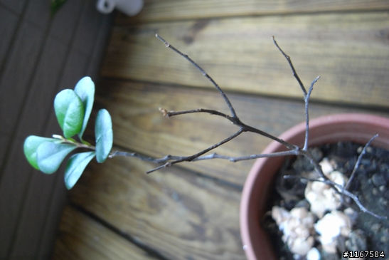 請教大大們，雞蛋花移盆後，枝幹變成像脫水的樣子，該如何補救呢？