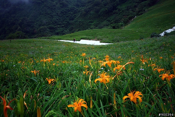 {遊記} 台東太麻里金針山花季之花記