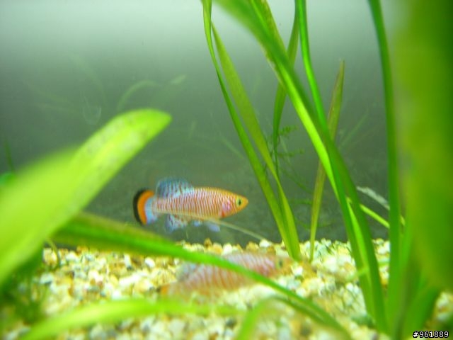 漂亮的鱂魚(漂亮寶貝)圖片分享