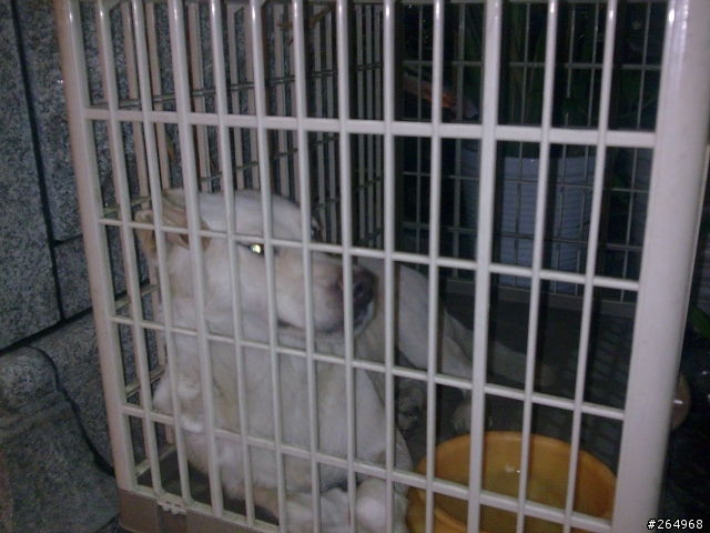 協尋主人及送養小版拉拉女生(2-3歲)，發現地點台北縣泰山鄉１８甲，掃無晶片
