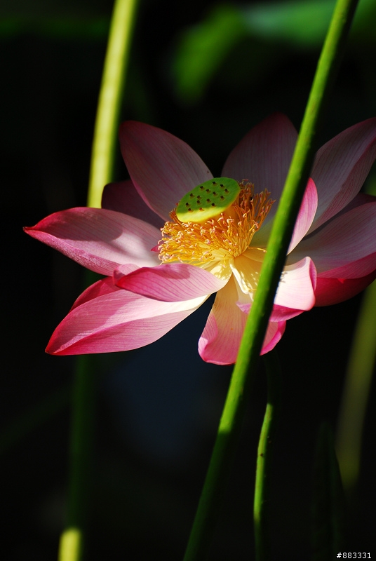 西湖@ 荷趣 ～～