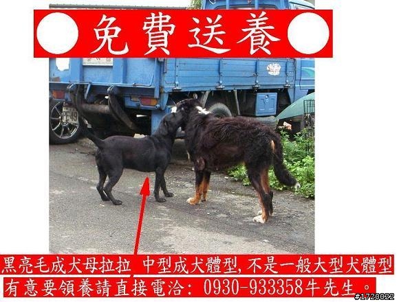 ■免費送養■黑亮毛成犬母拉拉，一歲四個月。未結紮。