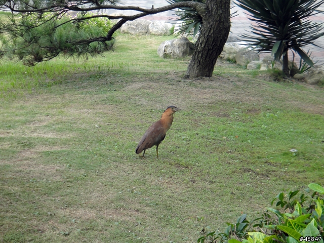 請問鳥類達人