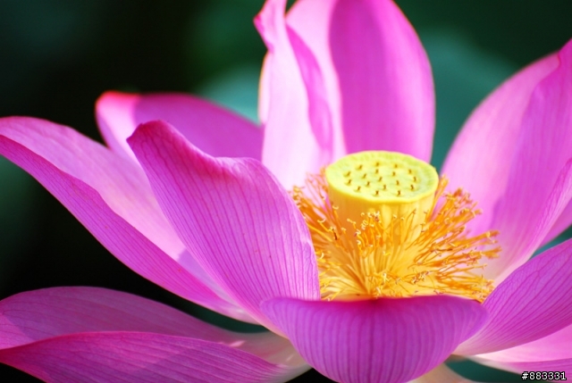 西湖@ 荷趣 ～～