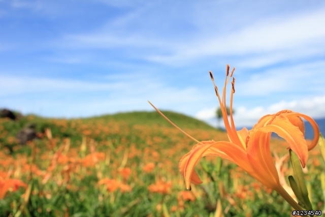 花蓮泛舟金針花之旅回來囉~開花文!