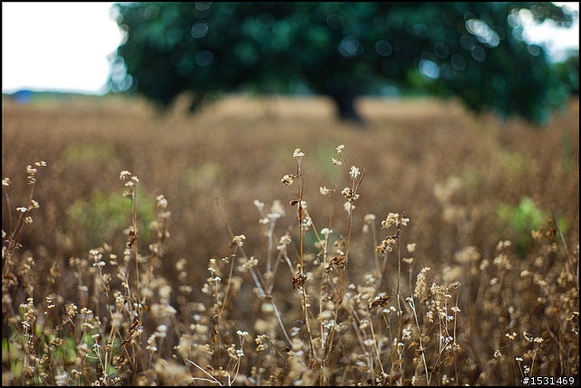 Leica M9 滿月