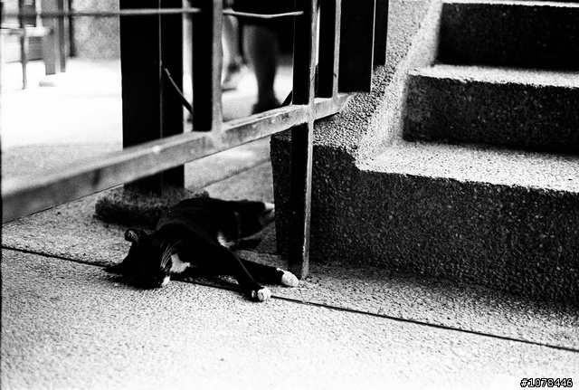 Kodak Tri-X 400 對比與顆粒都這麼強, 正常嗎?