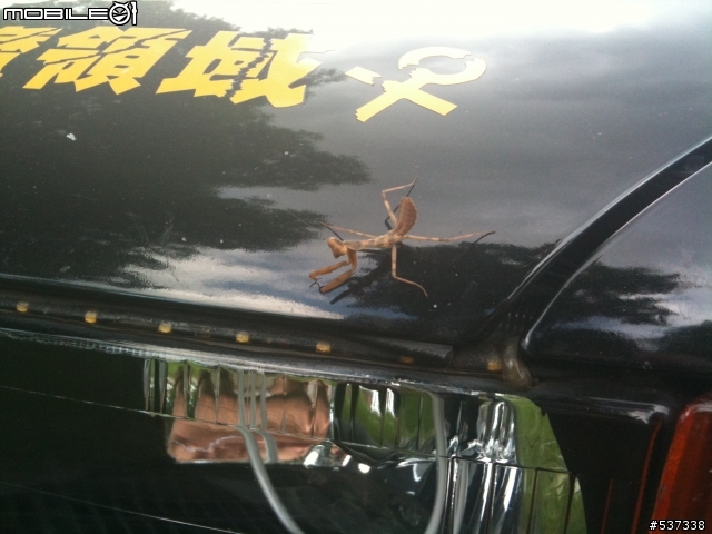 螳螂也是愛.....日系車的