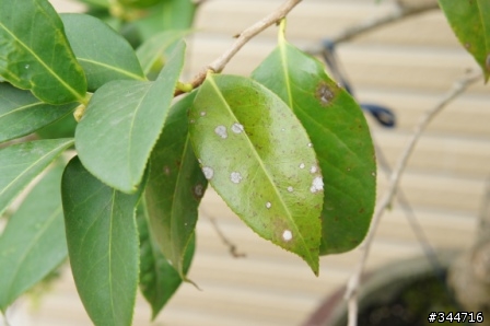 [求救]請問我的茶花怎麼了(附圖)