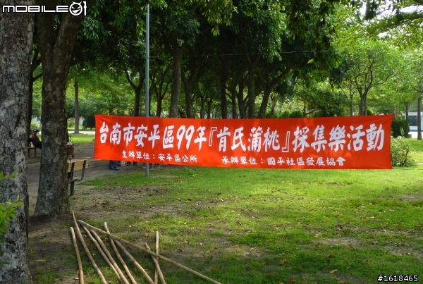 肯氏蒲桃採集PK賽,k隆星人也來幫忙