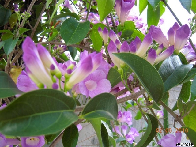 請教~這個花的名字