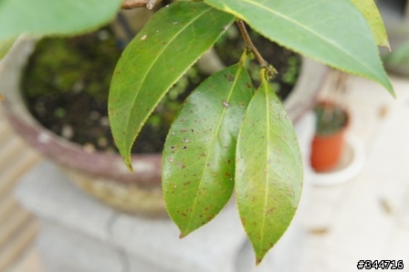 [求救]請問我的茶花怎麼了(附圖)