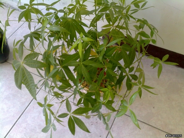 [拍照] 5630XM V.S 5800XM 光線充足