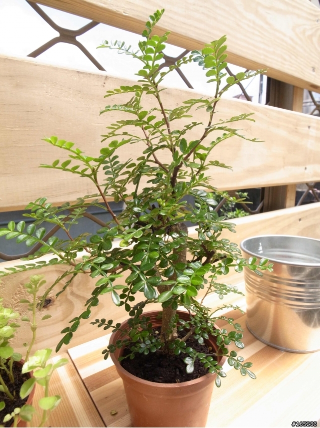 請問植物名稱