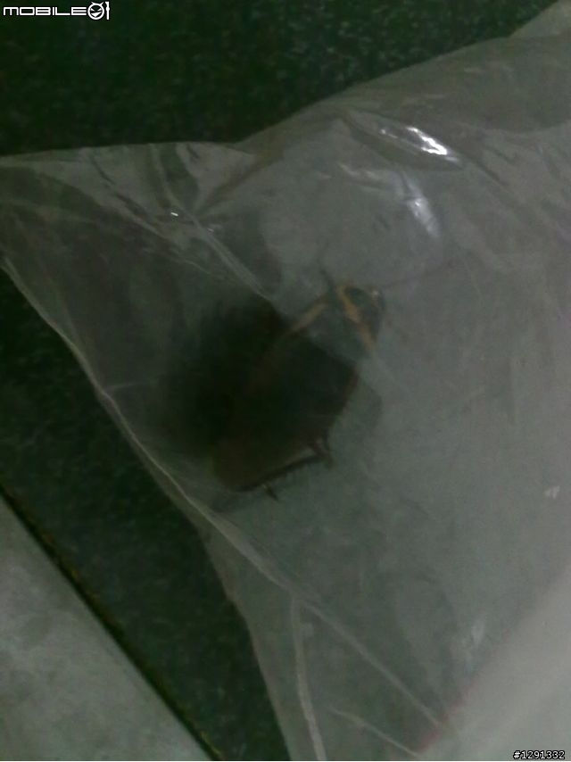 乎有龐然大物，跋山倒樹而來，蓋一小強也!!!