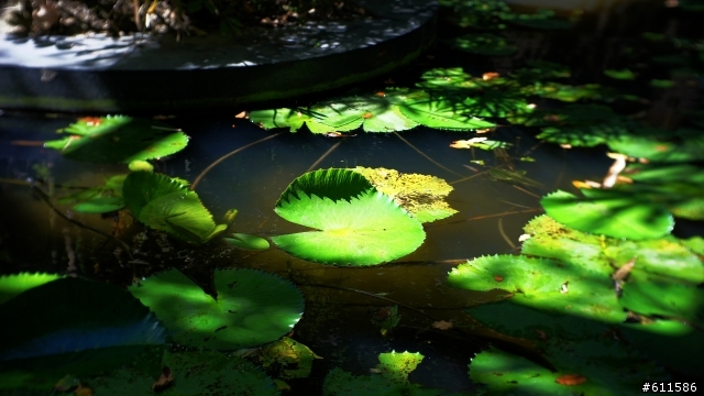 『開箱』Nex SLR Magic 35mm f/1.7 E-mount 鏡頭