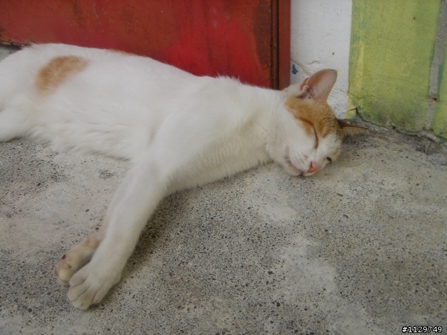 橫渡日月潭+日月潭路線考察!