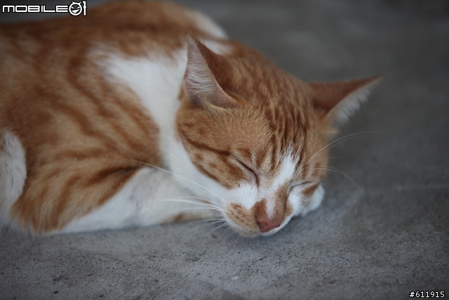九份~福隆~猴硐~平溪一日遊