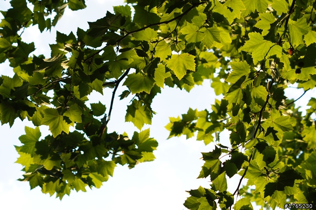 A33跟隨陽光的腳步隨拍分享