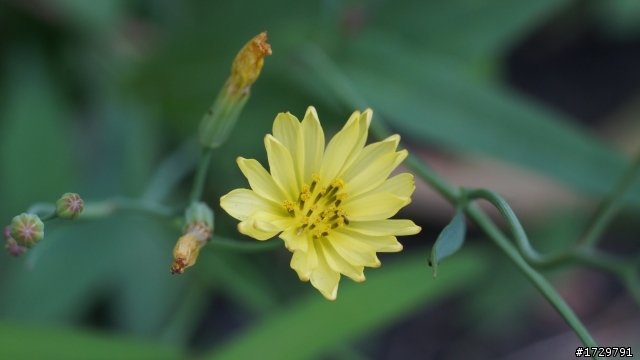 nex 轉Leica R鏡 60mm 微距鏡