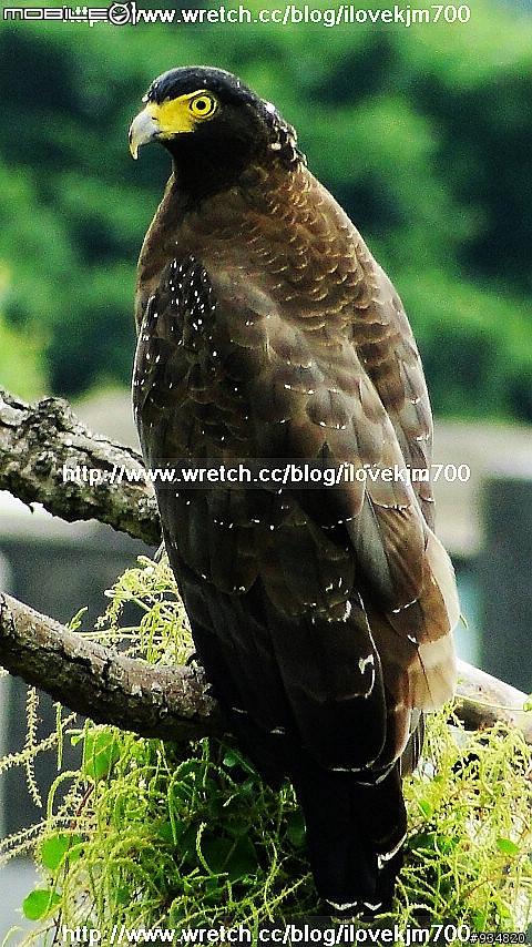 在我家陽台拍到的大冠鷲
