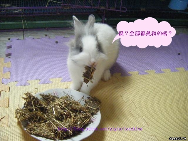 一起分享DIY兔餅乾