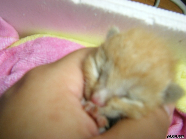 [已解決]桃園中壢-幼貓認養or中途