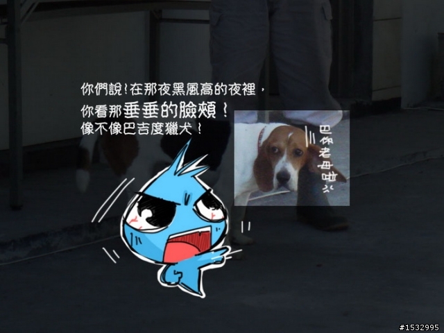 【已認養】乖巧的花花來找疼她愛她的主人