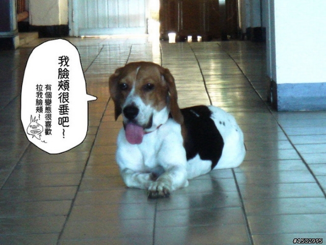 【已認養】乖巧的花花來找疼她愛她的主人