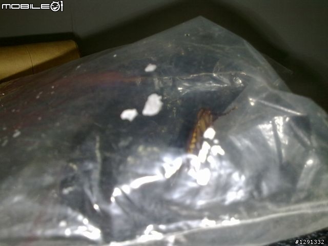 乎有龐然大物，跋山倒樹而來，蓋一小強也!!!