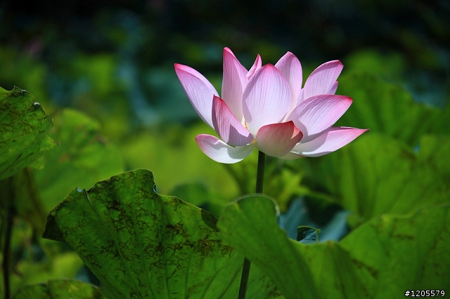 我最愛的鏡頭 - Canon 18-200mm