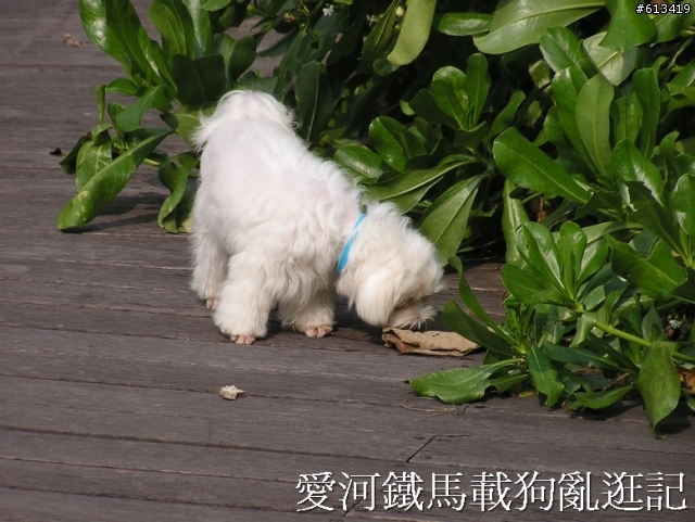 感謝兩位不知名女大生，路見石塊，搬到路邊，避免意外發生。。有圖加鐡馬載狗亂逛照片（已加小狗圖）