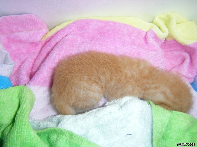 [已解決]桃園中壢-幼貓認養or中途